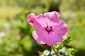 Closeup of beautiful flowers and buds of Lavatera trimestris Royalty Free Stock Photo