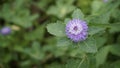 Closeup of beautiful flowers of Centratherum punctatum also known as lark daisy and Brazilian Button Flower Royalty Free Stock Photo