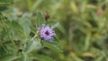 Closeup of beautiful flowers of Centratherum punctatum also known as lark daisy and Brazilian Button Flower Royalty Free Stock Photo