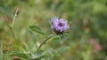 Closeup of beautiful flowers of Centratherum punctatum also known as lark daisy and Brazilian Button Flower Royalty Free Stock Photo