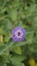 Closeup of beautiful flowers of Centratherum punctatum also known as lark daisy and Brazilian Button Flower Royalty Free Stock Photo