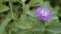 Closeup of beautiful flowers of Centratherum punctatum also known as lark daisy and Brazilian Button Flower Royalty Free Stock Photo