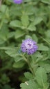 Closeup of beautiful flowers of Centratherum punctatum also known as lark daisy and Brazilian Button Flower Royalty Free Stock Photo