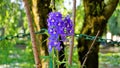 Closeup of beautiful flowers of Delphinium elatum also known as alpine Delphinium, candle larkspur, Alpine Larkspur, Bee larkspur Royalty Free Stock Photo