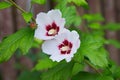 Closeup of beautiful flowers of Lavatera trimestris, annual mallow Royalty Free Stock Photo