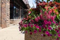 Beautiful Flowers in a Planter along a Sidewalk in Downtown Naperville Illinois during Summer Royalty Free Stock Photo