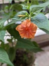 Closeup of a beautiful four o'clock flower (Mirabilis jalapa) in a garden Royalty Free Stock Photo