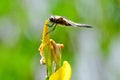 Closeup of a beautiful four-spotted chaser dragonfly on an iris flower in a garden Royalty Free Stock Photo