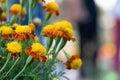 Closeup beautiful french marigold flowers blooming, tagetes pat Royalty Free Stock Photo