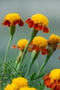 Closeup beautiful french marigold flowers blooming, tagetes pat Royalty Free Stock Photo