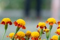 Closeup beautiful french marigold flowers blooming, tagetes pat Royalty Free Stock Photo