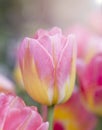 Closeup beautiful fresh colorful tulip flower with warm morning light over blurred tulip garden Royalty Free Stock Photo