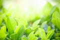 Closeup of beautiful and fresh green leaf in blurred background with morning sunlight, natural green leaves plant in spring or Royalty Free Stock Photo