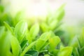 Closeup of beautiful and fresh green leaf in blurred background with morning sunlight, natural green leaves plant in spring or Royalty Free Stock Photo