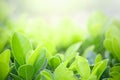 Closeup of beautiful and fresh green leaf in blurred background with morning sunlight, natural green leaves plant in spring or Royalty Free Stock Photo
