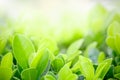 Closeup of beautiful and fresh green leaf in blurred background with morning sunlight, natural green leaves plant in spring or Royalty Free Stock Photo