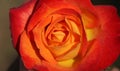 Closeup beautiful fresh orange and yellow rose Royalty Free Stock Photo