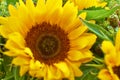 Closeup of a beautiful fresh sunflower in green garden. Zoomed in macro on vibrant and bright, colorful flowers with Royalty Free Stock Photo