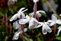 Closeup of beautiful freshly blooming jasmine flowers Royalty Free Stock Photo