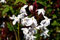 Closeup of beautiful freshly blooming jasmine flowers Royalty Free Stock Photo