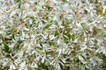 Closeup of the beautiful snow bush Royalty Free Stock Photo