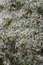 Closeup of the beautiful snow bush Royalty Free Stock Photo