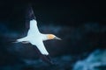 Closeup of a beautiful gannet flying in the air with blurred background Royalty Free Stock Photo