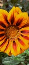 Closeup of a beautiful Gazania (African daisy) Royalty Free Stock Photo