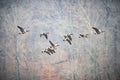 Closeup of a beautiful geese flock migrating with a forest in background