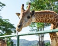 Closeup Of Beautiful Giraffe Showing Tongue