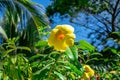 Closeup of a beautiful golden allamanda (Golden trumpet) Royalty Free Stock Photo