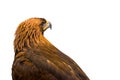 Closeup of beautiful Golden Eagle isolated on white background. Royalty Free Stock Photo