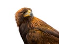 Closeup of beautiful Golden Eagle isolated on white background. Royalty Free Stock Photo