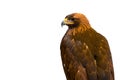 Closeup of beautiful Golden Eagle isolated on white background. Royalty Free Stock Photo