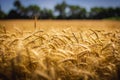 Amber Waves of Grain