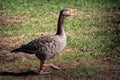 Closeup of a beautiful goose on green grass