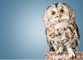 Closeup of beautiful great owl isolated on blue Royalty Free Stock Photo