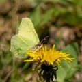 Closeup of a beautiful green butterfly standing on a yellow dandelion on a blurry background