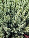 Closeup of Beautiful green christmas leaves of juniper trees on green background Royalty Free Stock Photo