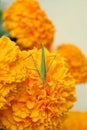 closeup the beautiful green color grass hopper hold on the marigold flower with plant soft focus natural green yellow background Royalty Free Stock Photo