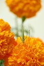 closeup the beautiful green color grass hopper hold on the marigold flower with plant soft focus natural white yellow background Royalty Free Stock Photo