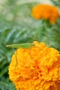 closeup the beautiful green color grass hopper hold on the marigold flower with plant soft focus natural green yellow background Royalty Free Stock Photo