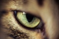 Closeup of the beautiful green eye of a striped fluffy cat Royalty Free Stock Photo