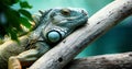 Green Iguana on branch