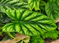 Closeup of a beautiful green leaf of Alocasia Sinuata Quilted Dreams