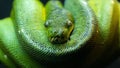 Closeup of a beautiful Green tree python in a zoo Royalty Free Stock Photo