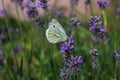 Closeup of a beautiful green-veined white butterfly on the purple flower Royalty Free Stock Photo