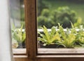 Closeup of Beautiful greenery plants