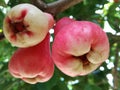Closeup, Beautiful Guava fruit Syzygium Malaccense perched on the tree tank With pink and white color with natural Background