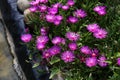 Closeup of beautiful hardy ice plant flowers surrounded by leaves